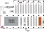 PF25官方攤位圖