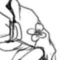 四葉草