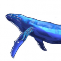 海洋生物_大翅鯨