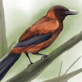 PITOHUI
