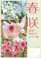 [原創] 春咲 李花/桃花/櫻花 明信片