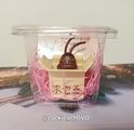 求包養小強公仔
