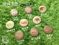 【爬爬室友】爬寵爬蟲小徽章 第一彈