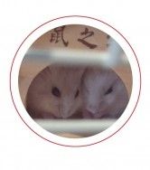 我家的鼠鼠－－樹懶與豆腐霧膜徽章