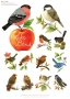 LikeBird小鳥月曆組
