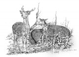 【綺針藝獸】針筆手繪野生動物明信片組