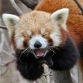 歐姆蛋包飯