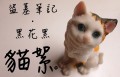喵絮。